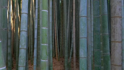 Wall Mural - 京都嵐山 竹林の小径