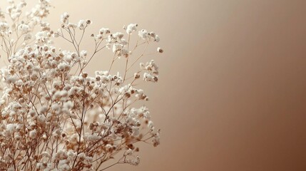Poster - Soft white flowers emerge elegantly against a soothing neutral backdrop, embodying a serene and minimalistic aesthetic perfect for evoking calmness