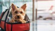 © Oulaphone - A small dog peeks out from a pet carrier at an airport, showcasing a sense of adventure and travel.