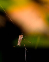 Wall Mural - mosquito caught in a spider web