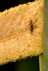 Wall Mural - mosquito caught in a spider web