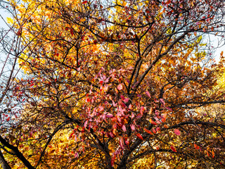Wall Mural - colorful leaves on trees in city park in autumn