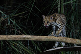 Ocelot (Leopardus pardalis) searching for food in the night in the forest of the North Pantanal in Brazil