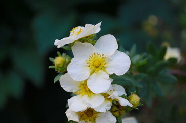 Wall Mural - white anemone flowers in garden. japan autumn anemone 'honorine jobert' white flowering plant, close