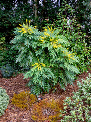 Wall Mural - Mahonia shrub with yellow flowers in a garden