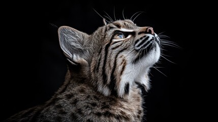 Poster - A close-up of a bobcat gazing upwards against a dark background.