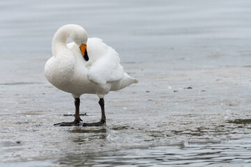 Wall Mural - Whooper swan (Cygnus cygnus) on a frozen lake in winter, Reykjavik, Iceland