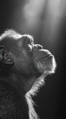 Poster - A side profile of a chimpanzee in black and white, illuminated by soft light.