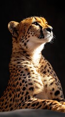 Aufkleber - A close-up of a cheetah showcasing its distinct spots and profile in natural lighting.