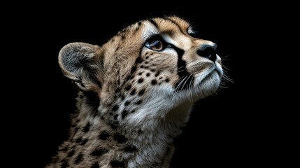 Poster - A close-up of a cheetah's face, showcasing its striking features against a dark background.