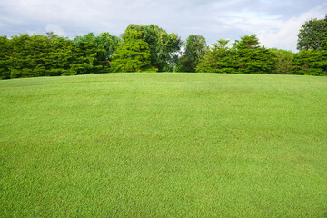 Wall Mural - green grass field and tree with blue sky