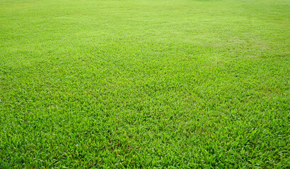 Wall Mural - green grass field