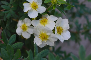 Wall Mural - white anemone flowers in garden. japan autumn anemone 'honorine jobert' white flowering plant, close