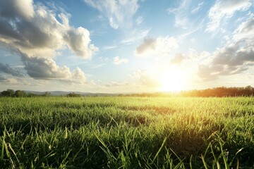 Wall Mural - Golden sunlight illuminates a green field under a scenic sky filled with clouds during early morning hours