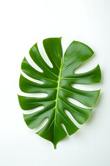 Poster - Image of a Monstera leaf placed on a white background to create a tropical and botanical themed sales promotion offer._00003_