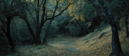 Aufkleber - Autumn forest hiking trail surrounded by colorful foliage and serene landscape atmosphere for nature enthusiasts and outdoor adventure seekers