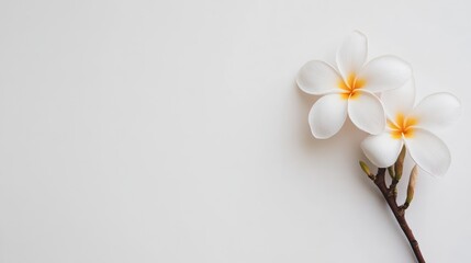 Poster - Frangipani flowers with delicate white petals and orange accents on a clean white background for serene and elegant designs