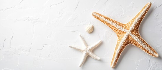 Poster - Starfish collection on a white textured background showcasing natural colors and intricate details of marine life