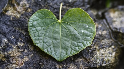 Poster - Heart-shaped leaf resting on a textured rock in a lush rainforest environment showcasing vibrant nature and tropical flora.