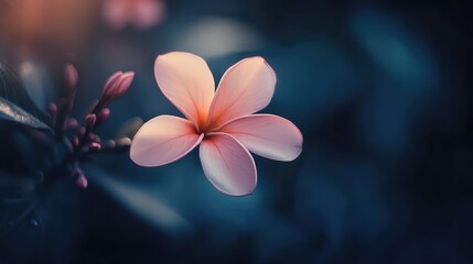 Poster - Elegant frangipani flower in soft focus showcasing delicate petals against a dark background with gentle highlights and serene atmosphere