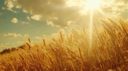 Poster - Golden wheat field under sunlight with clouds showcasing a serene rural summer landscape in a panoramic view.