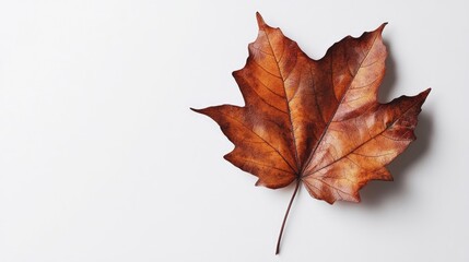 Poster - Autumn maple leaf in warm hues on a clean white background showcasing natural texture and detail for seasonal design concepts