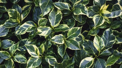 Poster - Variegated Ilex aquifolium foliage close-up showcasing intricate patterns and textures for natural design inspiration and botanical aesthetics