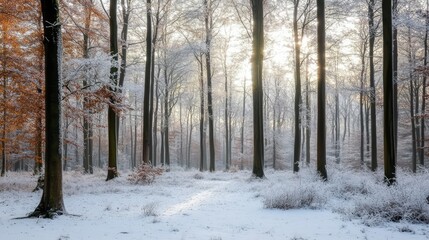 Poster - Peaceful winter forest with frosted trees and soft sunlight filtering through branches creating a serene snowy landscape ambiance