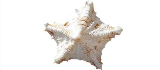 Poster - Star-shaped seashell isolated on white background showcasing intricate textures and natural patterns perfect for coastal themes and decor.