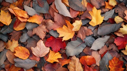Poster - Colorful autumn leaves background in vibrant shades of red orange yellow and brown flat lay composition for seasonal themes and nature designs