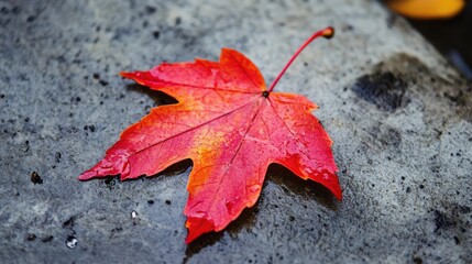 Poster - Vibrant red maple leaf on stone surface with water droplets showcasing nature's beauty in macro photography