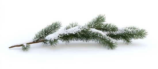 Poster - Snow-covered fir tree branch surrounded by pristine white snow highlighting winter's beauty and tranquility.