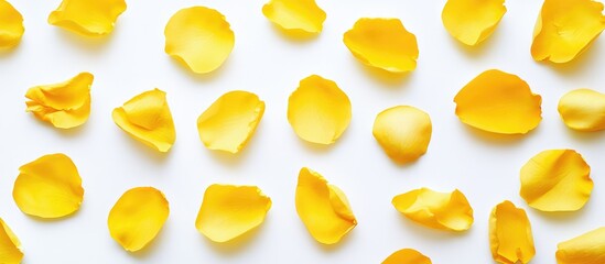 Poster - Yellow rose petals arranged artistically on a clean white backdrop showcasing minimalist aesthetic in flatlay photography.