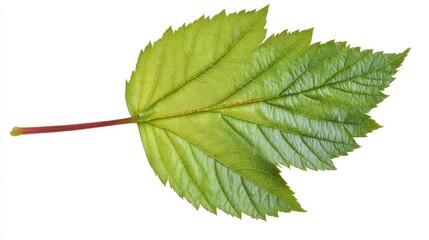 Poster - Fresh vibrant blackberry leaf on a white background showcasing its unique texture and color for natural botanical or health-related themes.