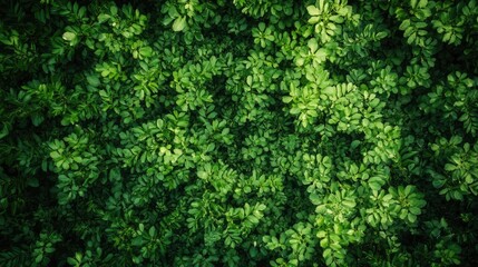 Poster - Lush green foliage texture showcasing vibrant leaves in natural sunlight for environmental and nature-themed projects.