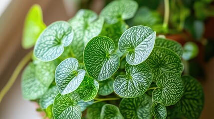 Poster - Close-up of vibrant green Nerve plant leaves showcasing intricate patterns and textures illuminated by natural light.