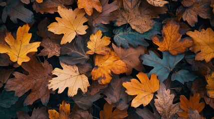 Poster - Autumn leaves background with an array of colorful fallen foliage in shades of brown, orange, and yellow creating a textured pattern.
