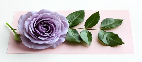 Poster - Delicate purple rose elegantly arranged with green foliage on soft pink background creating a serene floral composition.