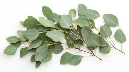 Poster - Eucalyptus branches arranged on a light background showcasing fresh green foliage and natural beauty in a top view perspective