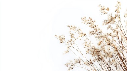 Poster - Dried spikelets arrangement on white background showcasing natural beauty and simplicity in floral decor and minimalistic design