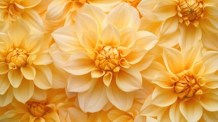 Wall Mural - closeup view of vibrant yellow flowers creating a beautiful floral background ideal for design and n