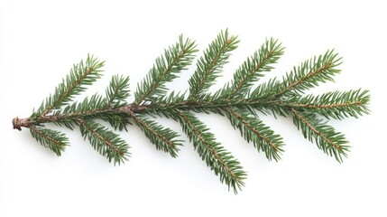Poster - Christmas tree branch with fresh green needles isolated on white background for festive decoration and seasonal themes.