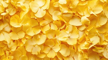 Aufkleber - Vibrant close-up of yellow flower petals creating a cheerful and bright background for design projects or nature themes.