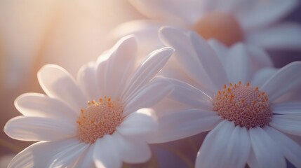 Aufkleber - Delicate close-up of white daisy flowers with soft sunlight creating a serene and calming atmosphere in a natural setting