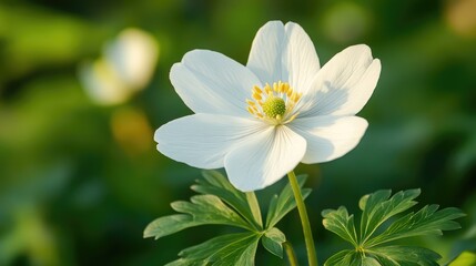 Poster - Delicate white flower with prominent yellow center surrounded by lush green foliage in a softened natural background setting