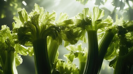 Aufkleber - Close up view of fresh green celery stalks illuminated by soft light showcasing texture and vibrant color in a natural setting
