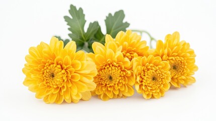 Poster - Yellow chrysanthemum flowers arranged elegantly on a white background showcasing natural beauty and freshness for floral design concepts.