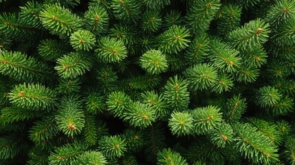 Poster - Closeup of lush green pine tree branches creating a festive Christmas background perfect for celebration and holiday themes
