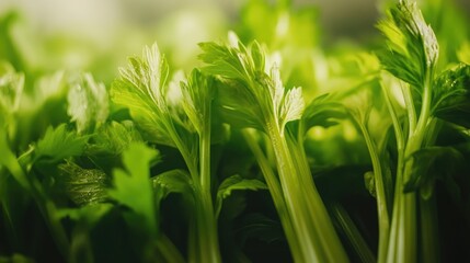 Aufkleber - vibrant close up of fresh green celery stalks showcasing textures and details in natural light