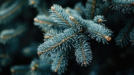 Poster - Closeup of Christmas tree branches with green needles and a soft focus background capturing the essence of the holiday season